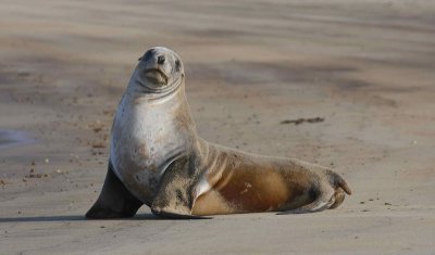 Hooker's Sea Lion female OZ9W2862