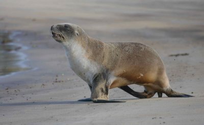 Hooker's Sea Lion female Steewart Island New Zealand