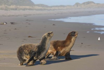 Hooker's Sea Lion males immature OZ9W5445