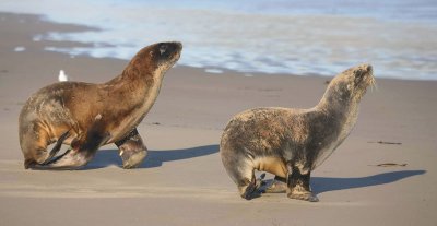 Hooker's Sea Lion males immature OZ9W5450