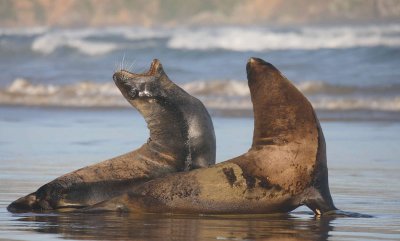 Hooker's Sea Lion males immature OZ9W5558