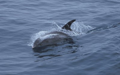 Lagenorhynchus Dolphins