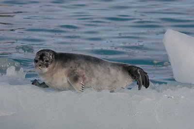 Ringed Seal OZ9W7498