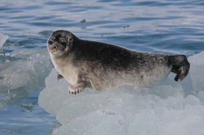 Ringed Seal Svalbard