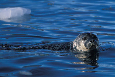 Ringed Seal in water