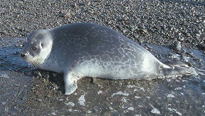 Ringed Seal in surf 2