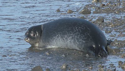 Ringed Seal in surf 1