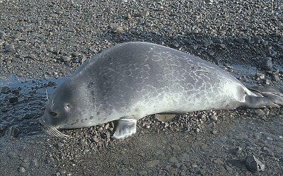 Ringed Seal in surf 3