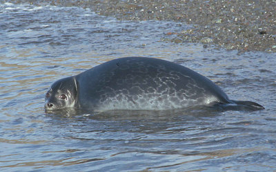 Ringed Seal in surf 4