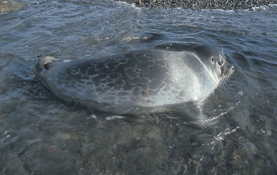 Ringed Seal in surf 5