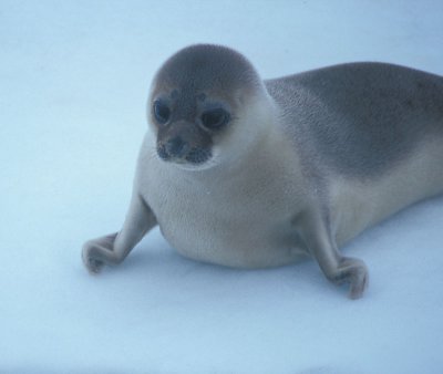 Hooded Seal juvenile