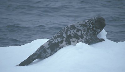 Hooded Seal