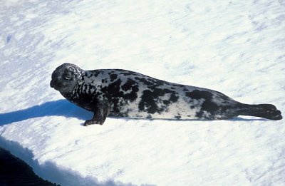 Hooded Seal female 2