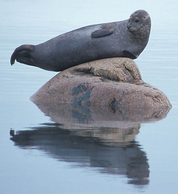 Harbour (Common) Seal Svalbard 1