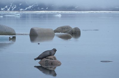 Harbour (Common) Seal Svalbard 3