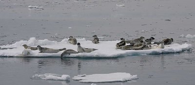 Harp Seal group on ice OZ9W9909