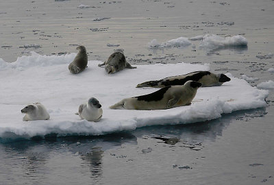 Harp Seal group on ice OZ9W9967