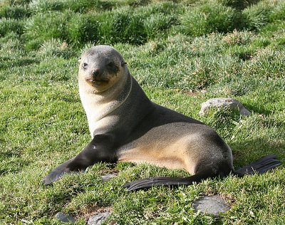 Antarctic Fur Seal female 1