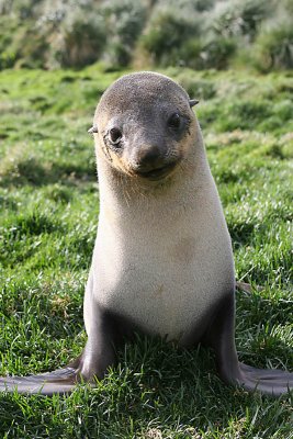 Antarctic Fur Seal female 2