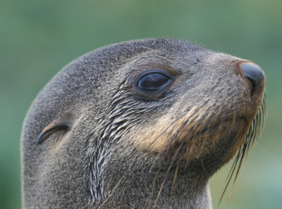 Antarctic Fur Seal female 3
