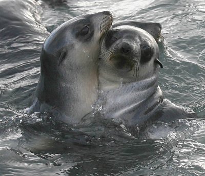 Antarctic Fur Seal 2 immatures