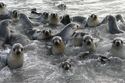 Antarctic Fur Seal immatures in water 1