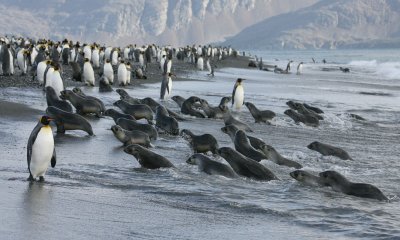 Antarctic Fur Seals immature South Georgia
