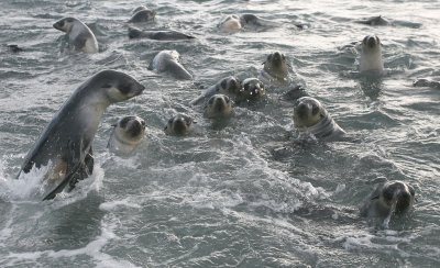 Antarctic Fur Seal immatures in water 3