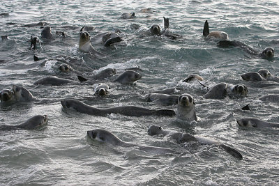 Antarctic Fur Seal immatures in water 4