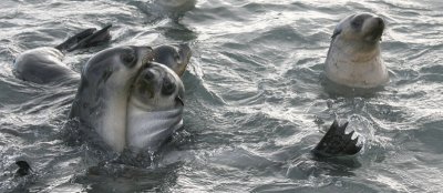 Antarctic Fur Seal immatures in water 5