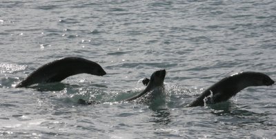 Antarctic Fur Seals leaping 1