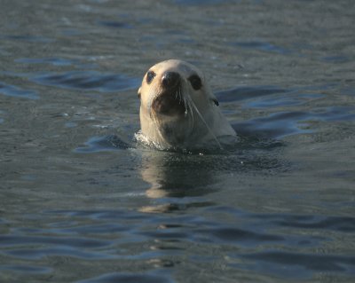 Antarctic Fur Seal blond in water