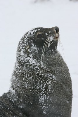 Antarctic Fur Seal male 1