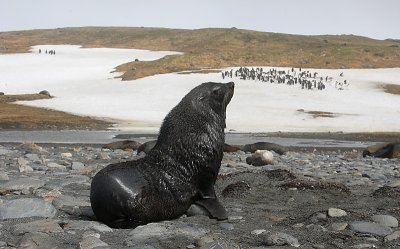Antarctic Fur Seal male 2