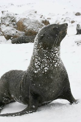 Antarctic Fur Seal male 3