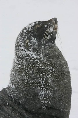 Antarctic Fur Seal male 4