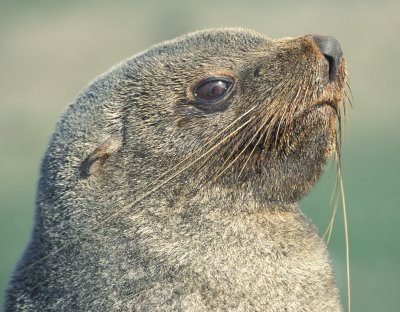 Antarctic Fur Seal male imm 1