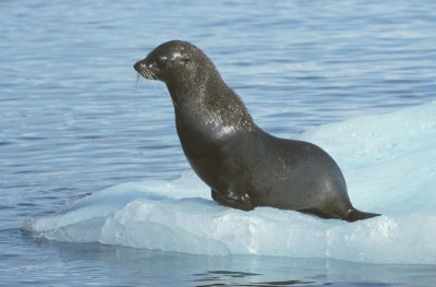 Antarctic Fur Seal male imm on ice
