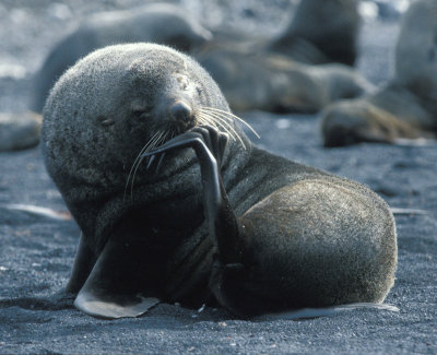 Antarctic Fur Seal male adult