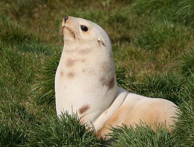 Antarctic Fur Seal blondie 2
