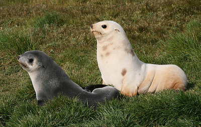 Antarctic Fur Seal blondie with juv