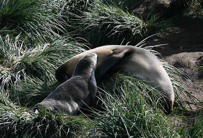 Antarctic Fur Sal female with pup suckling