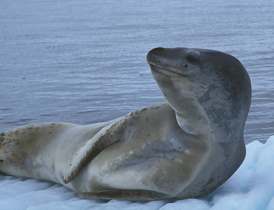 Leopard Seal on floe 1