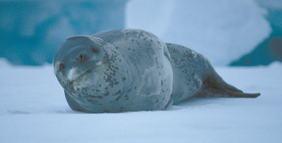 Leopard Seal on floe 3