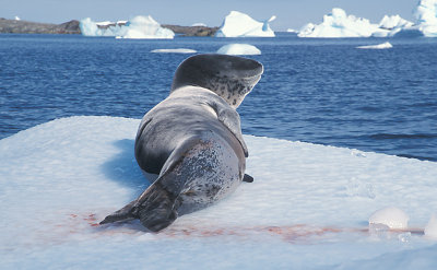 Leopard Seal on floe 4