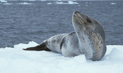 Leopard Seal on floe 2
