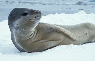 Leopard Seal on floe 7