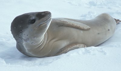 Leopard Seal on floe 8