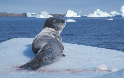 Leopard Seal on floe 5
