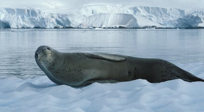Leopard Seal on floe 9